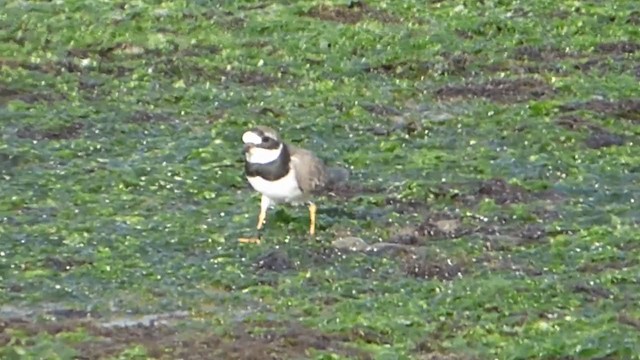 Common Ringed Plover - ML229232931