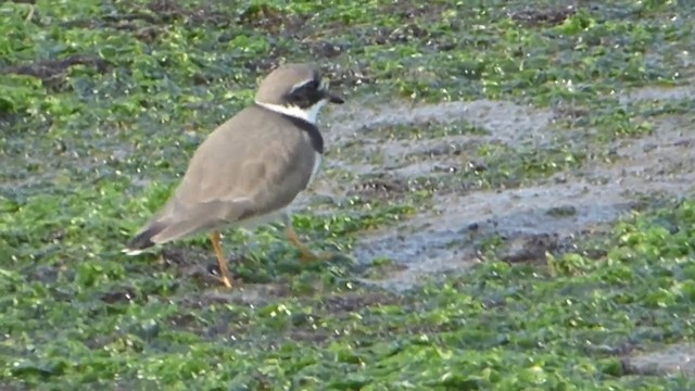 Common Ringed Plover - ML229232961