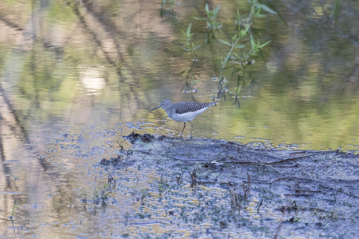 Solitary Sandpiper - ML229234391