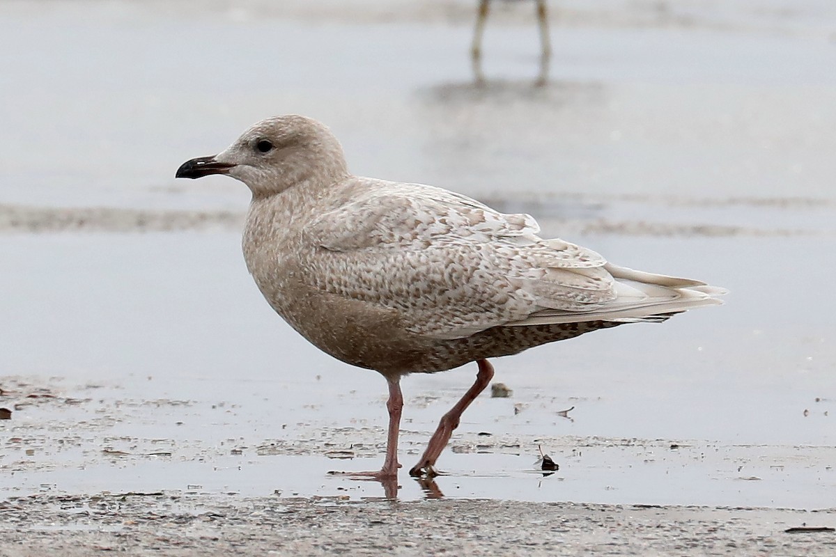 Iceland Gull - Peter Kyne