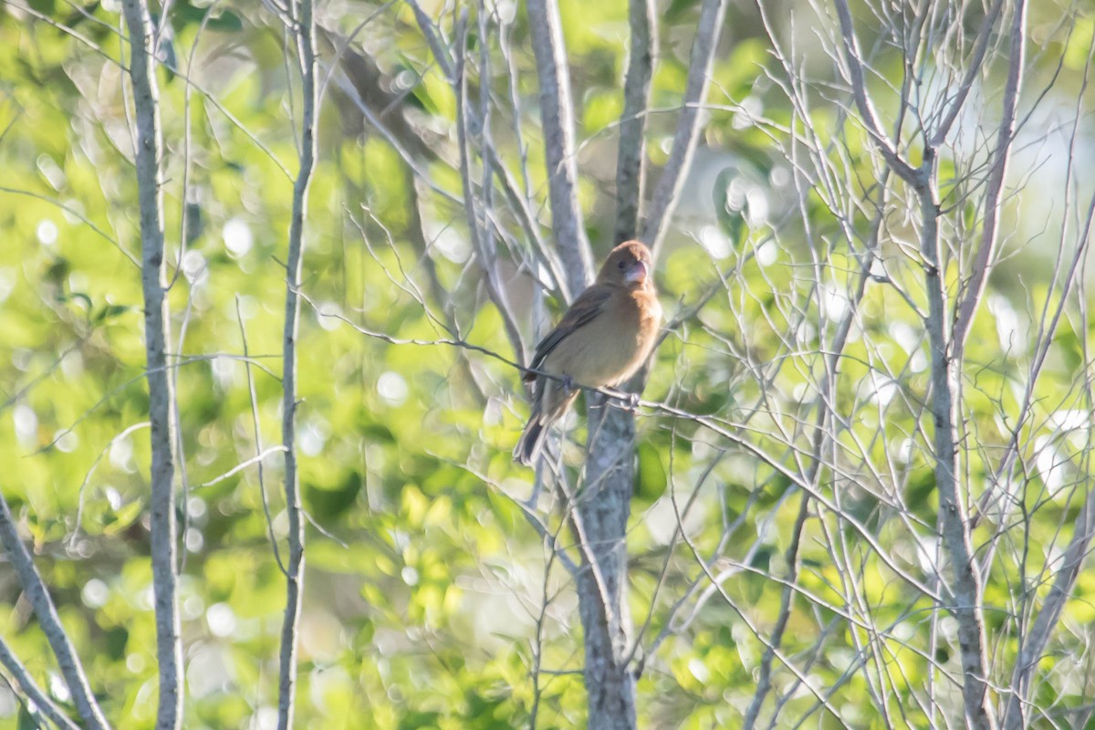 Blue Grosbeak - Rick White