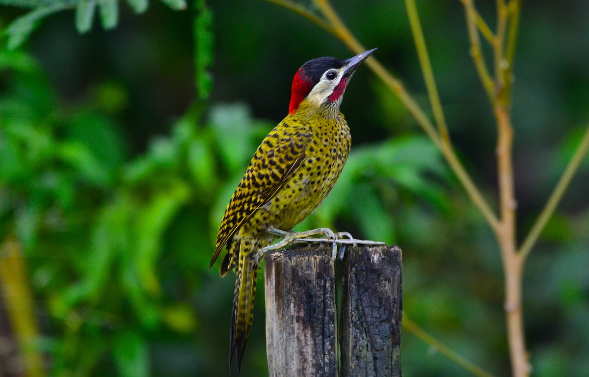 Green-barred Woodpecker - ML229238491