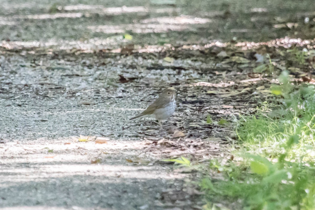 Swainson's Thrush - ML229238571