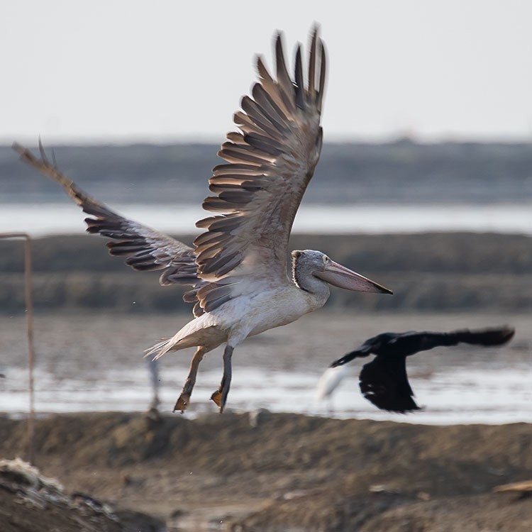 Spot-billed Pelican - ML229239291