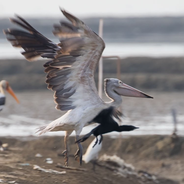 Spot-billed Pelican - ML229239301