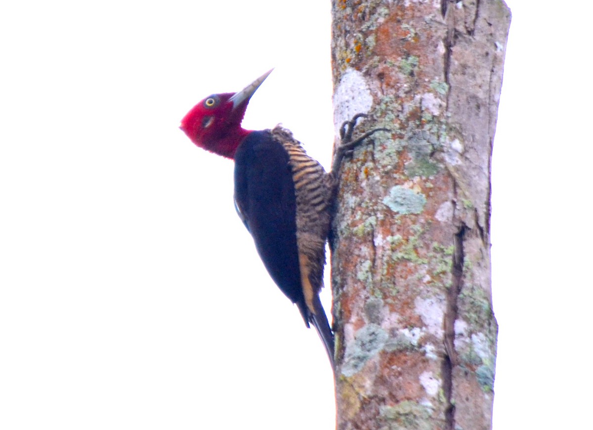 Robust Woodpecker - ML229240041