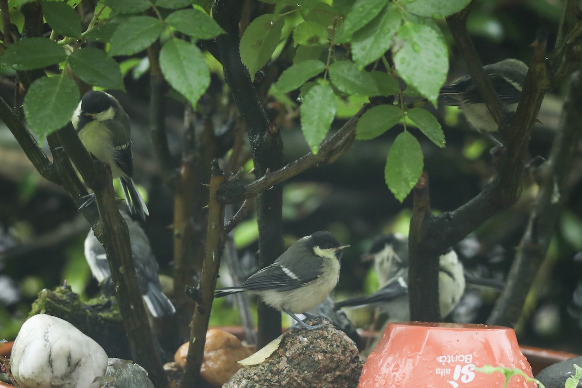 Great Tit - Leonardo Rassu