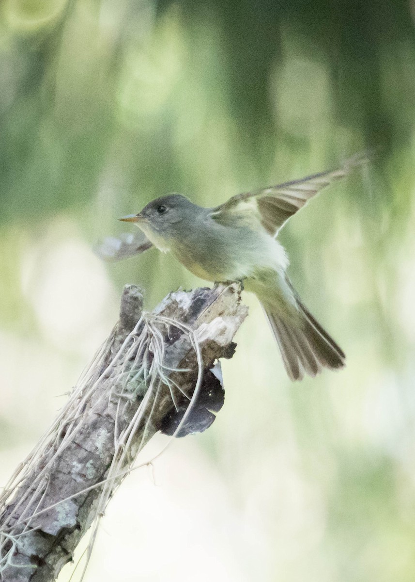 Eastern Wood-Pewee - ML229241471