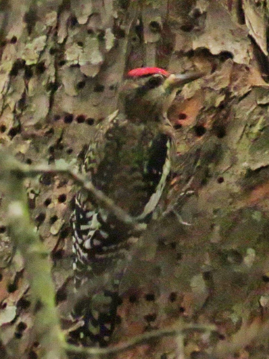 Yellow-bellied Sapsucker - ML22924191