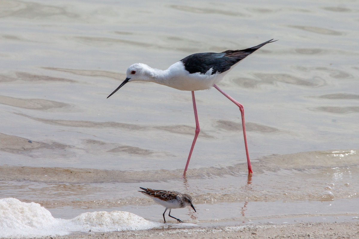 Black-winged Stilt - ML229242261