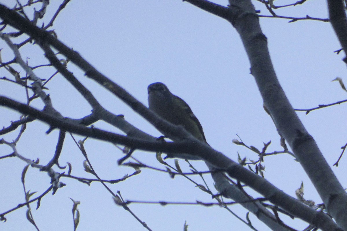 Blue-headed Vireo - ML229244261