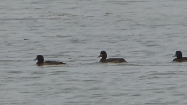 Lesser Scaup - ML229244461