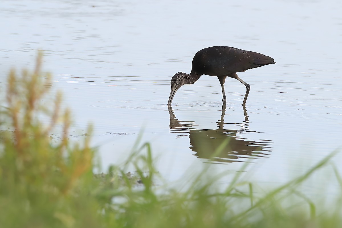 ibis hnědý - ML229245341