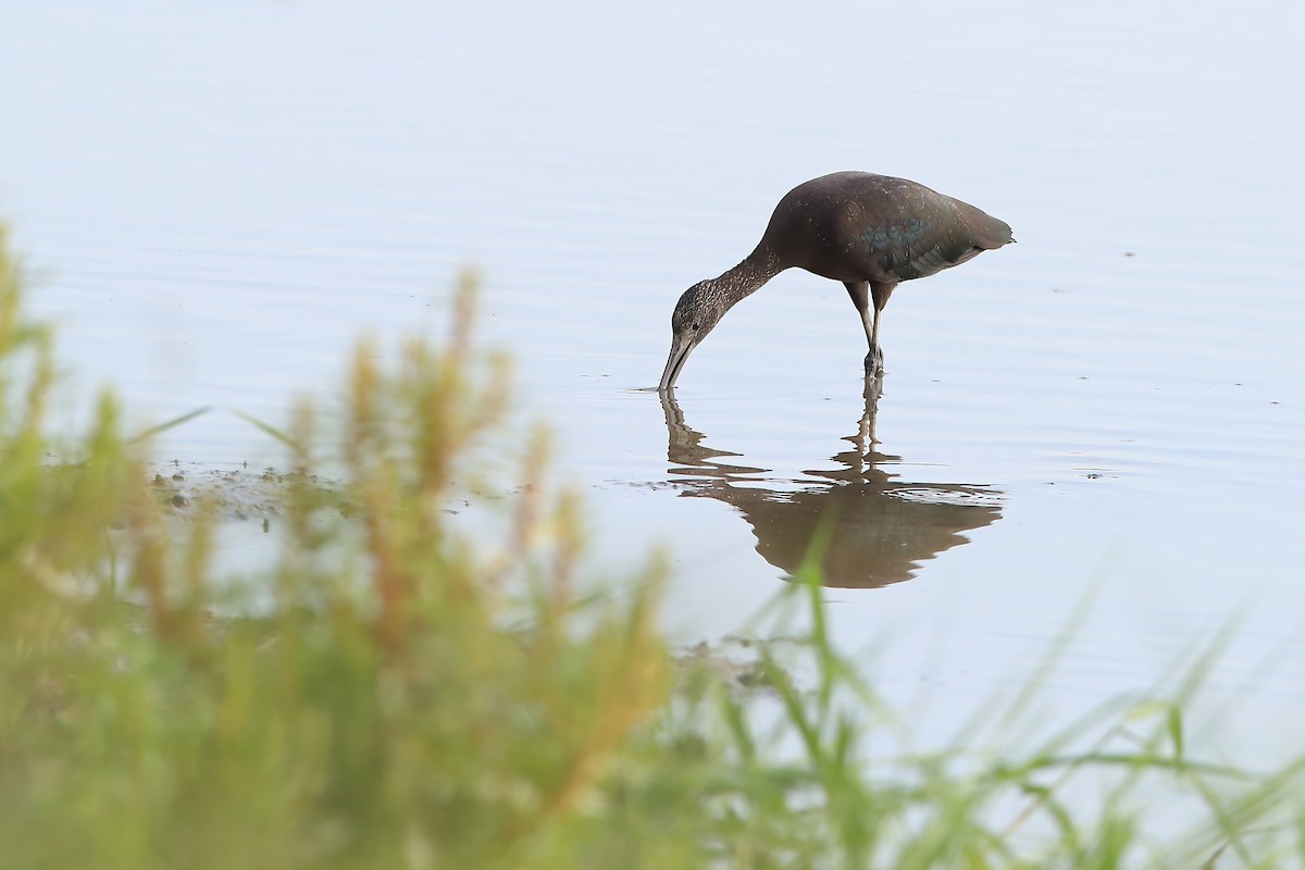 ibis hnědý - ML229245351