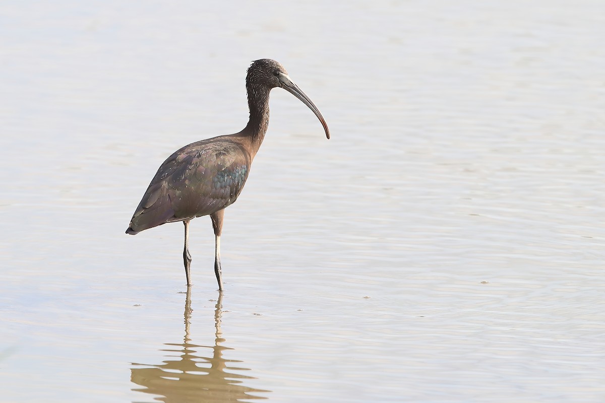 Glossy Ibis - ML229245371