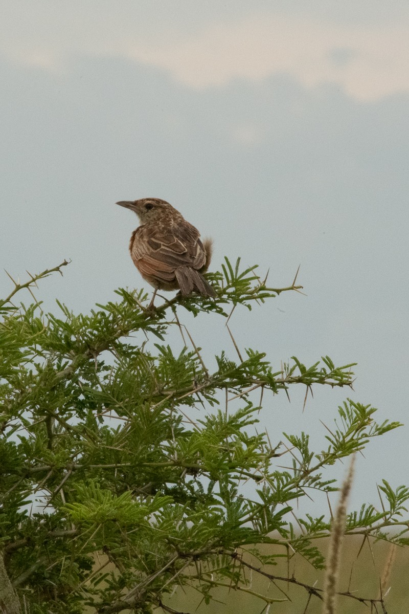 Red-winged Lark (Red-winged) - Frédéric Bacuez