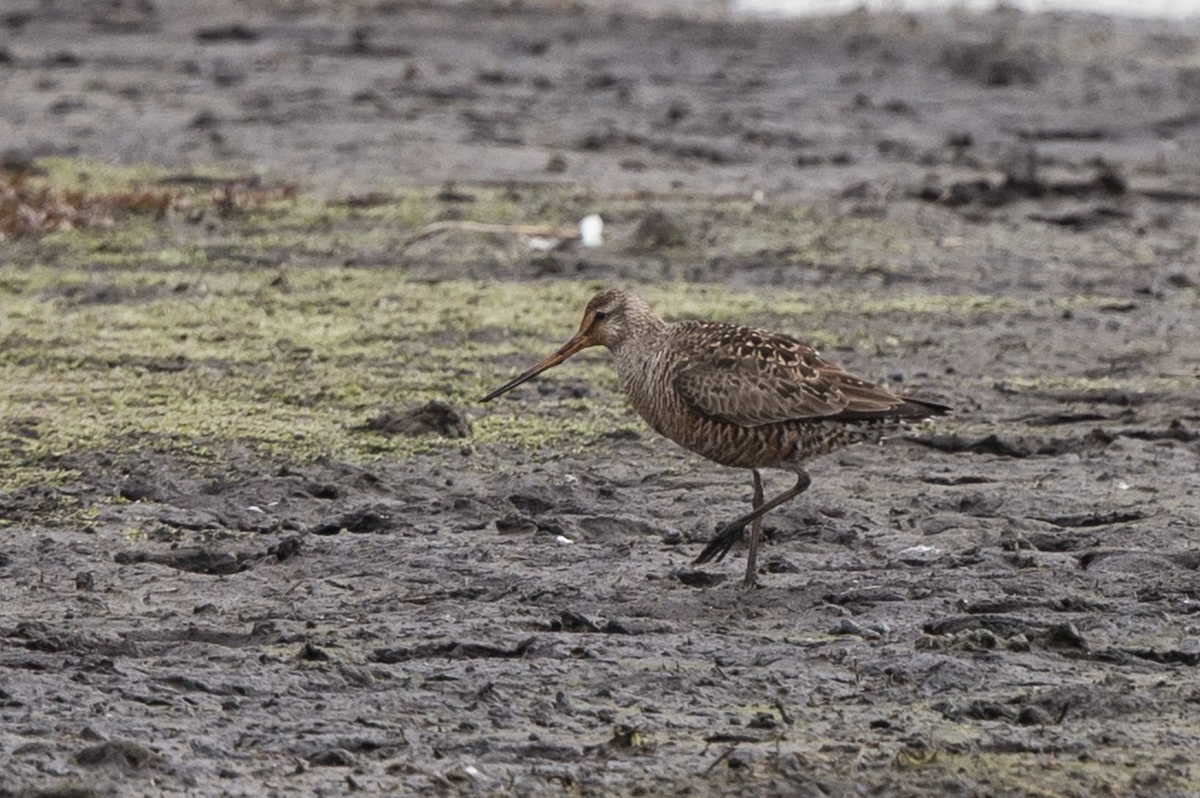 Hudsonian Godwit - Simon Colenutt