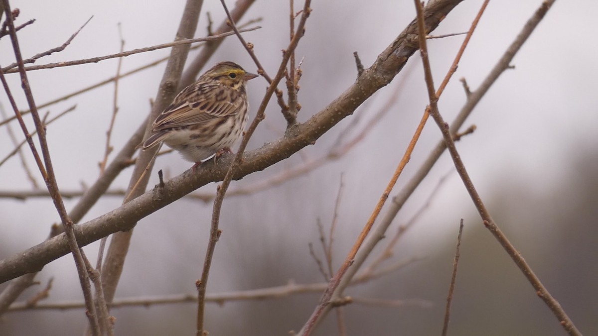 Savannah Sparrow - ML229246551