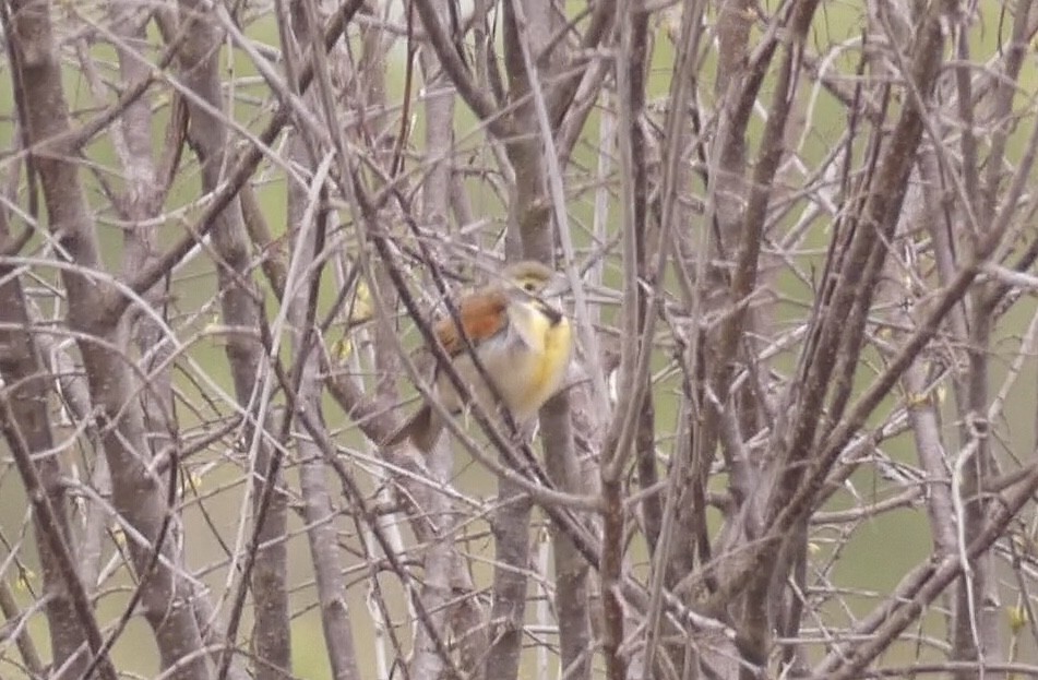 Dickcissel - ML229246661