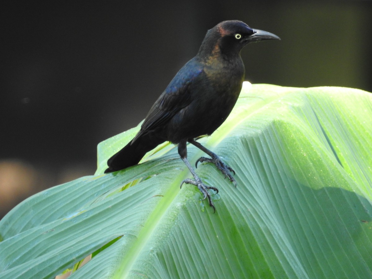 Common Grackle - ML229248571