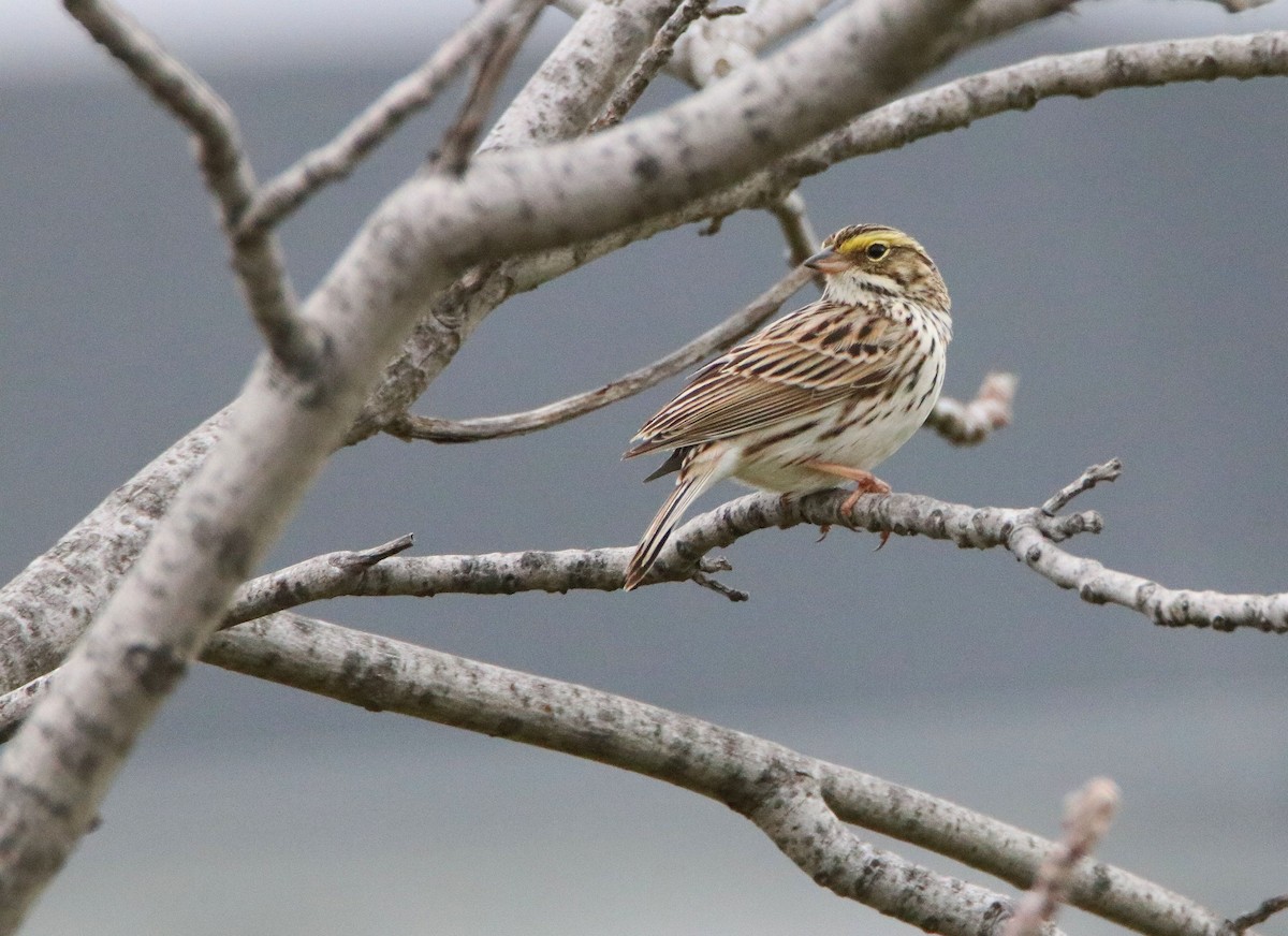 Savannah Sparrow - ML229249081