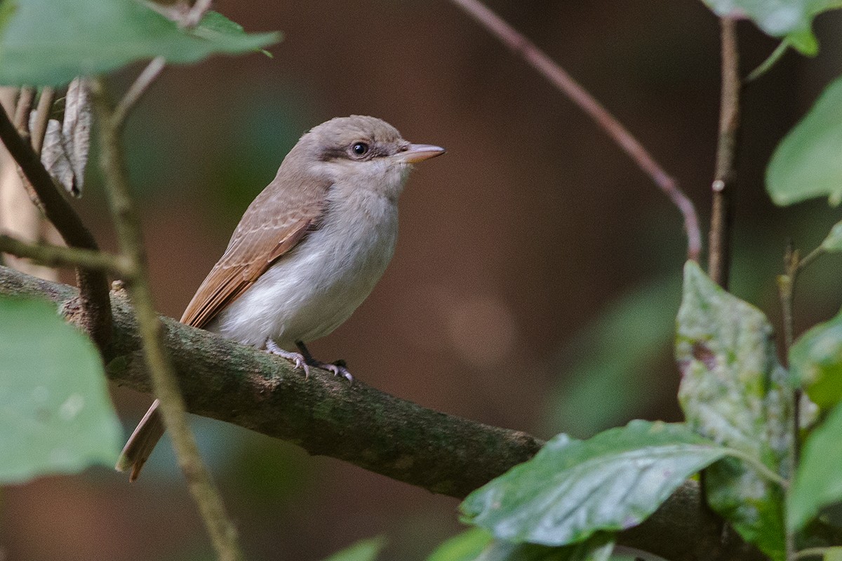 Common Woodshrike - ML229253611