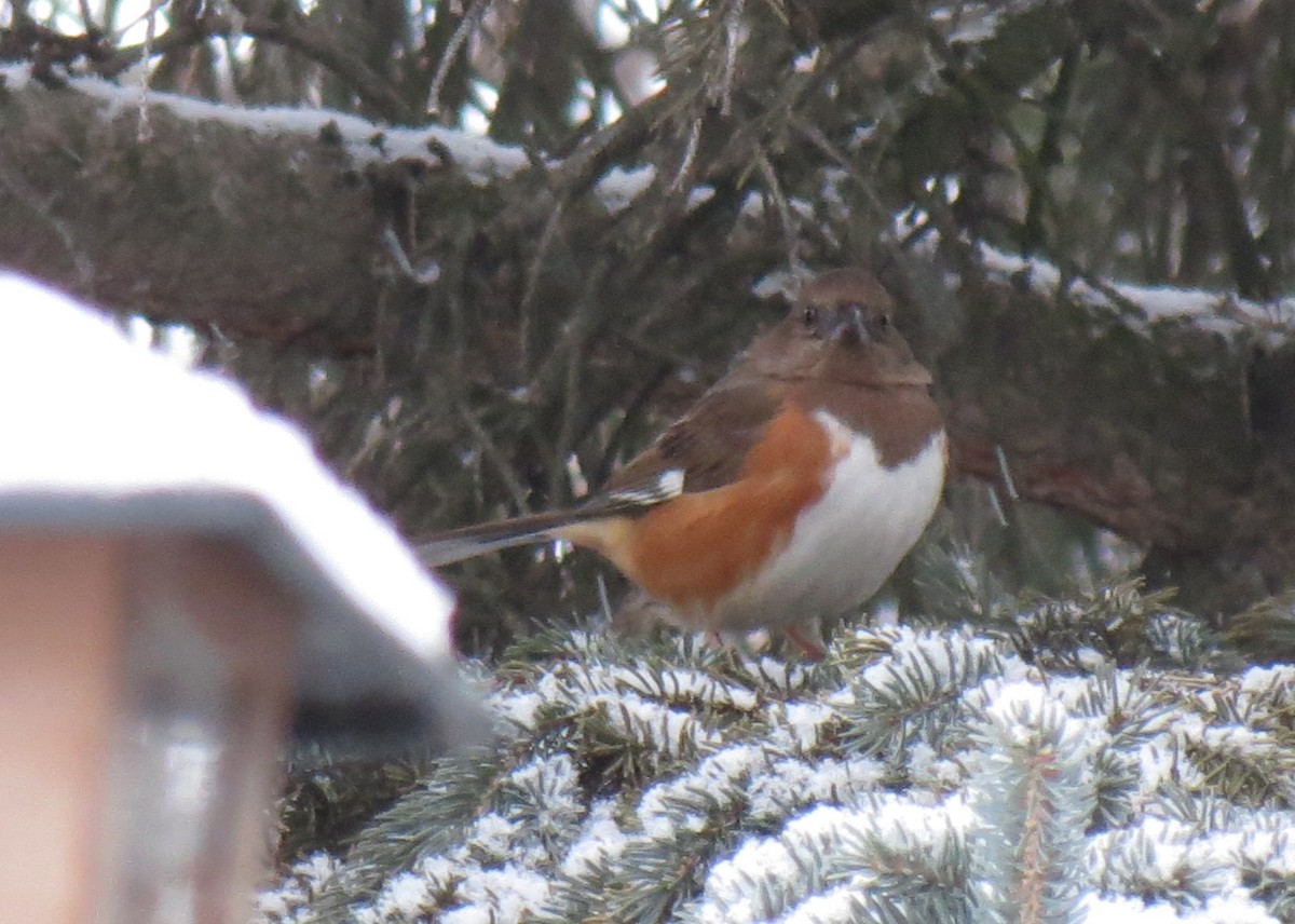 Eastern Towhee - Fran Kerbs