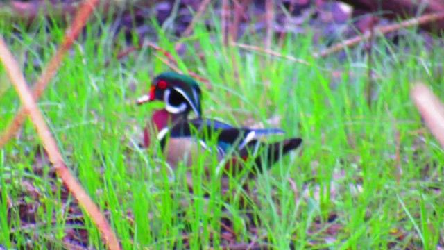 Wood Duck - ML229255771