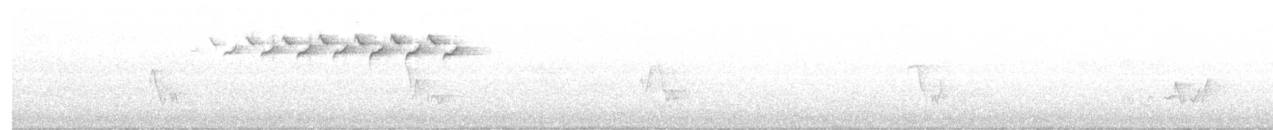 lesňáček černobílý - ML229256121
