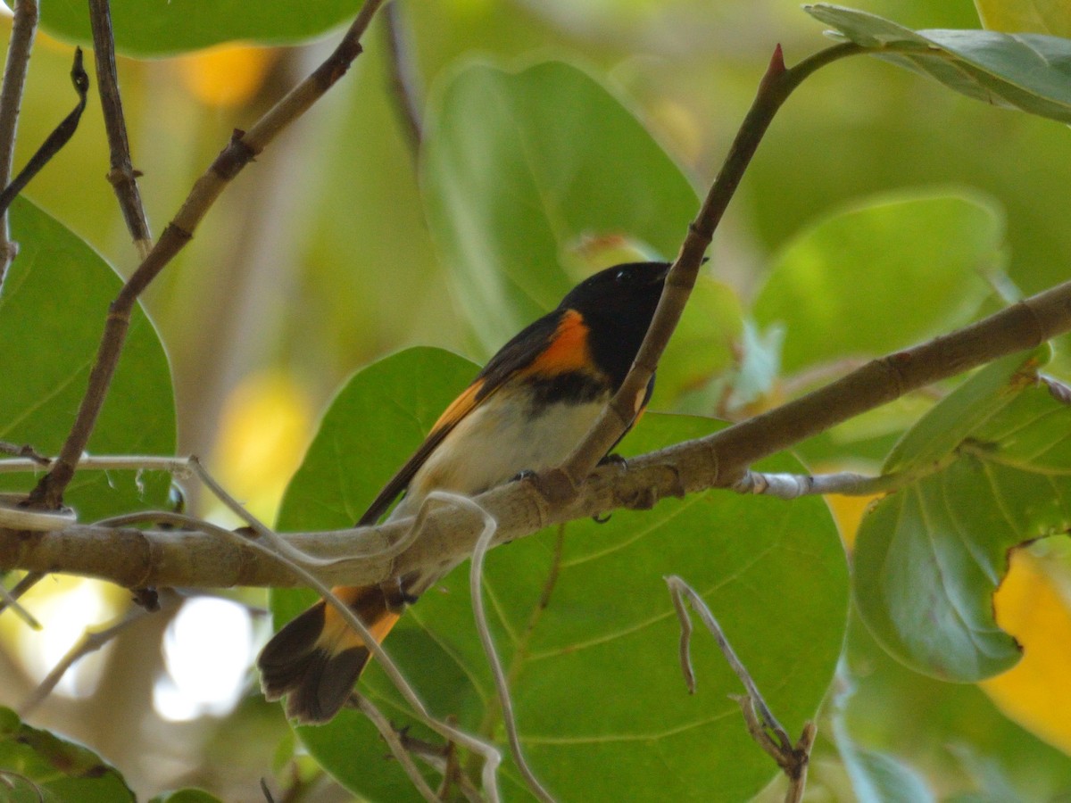 American Redstart - ML229256151