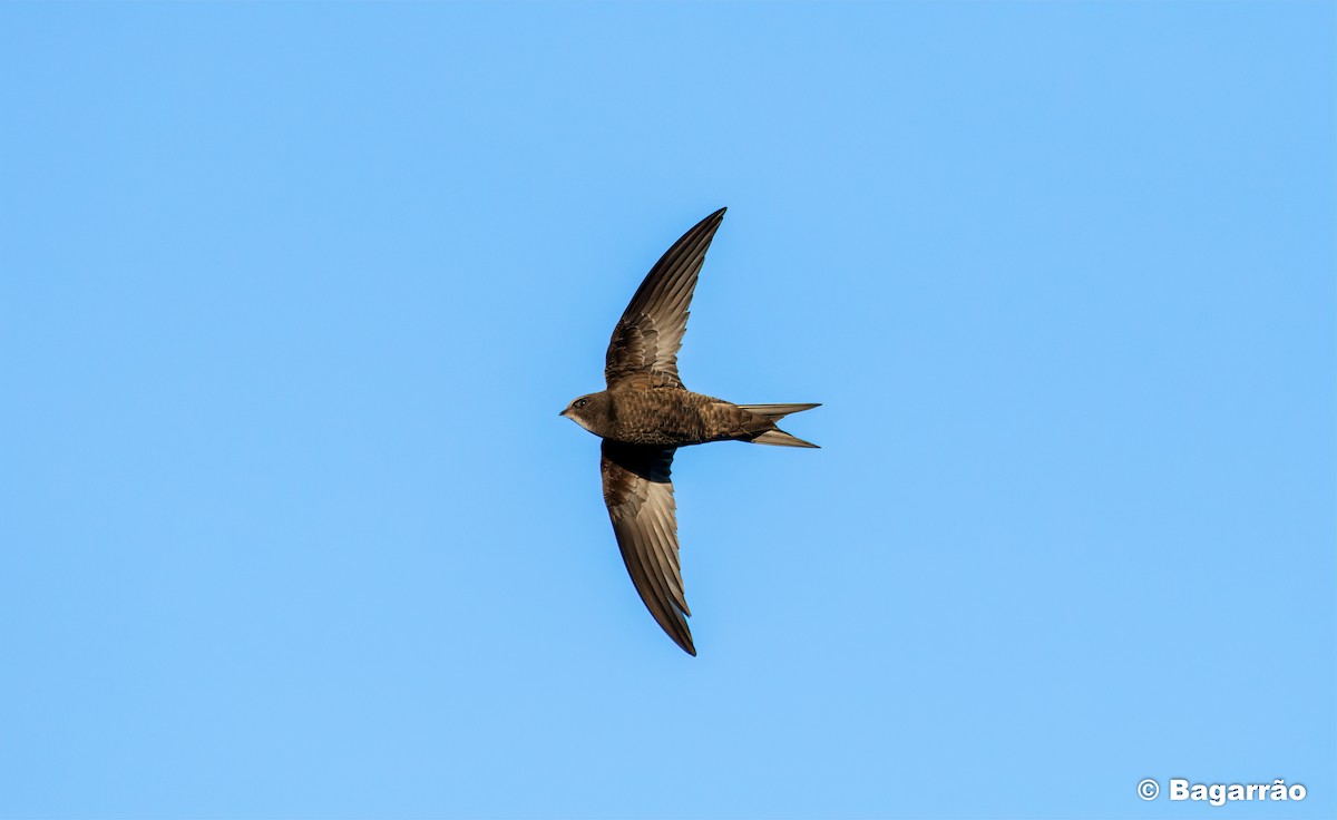 Common Swift - ML229259261