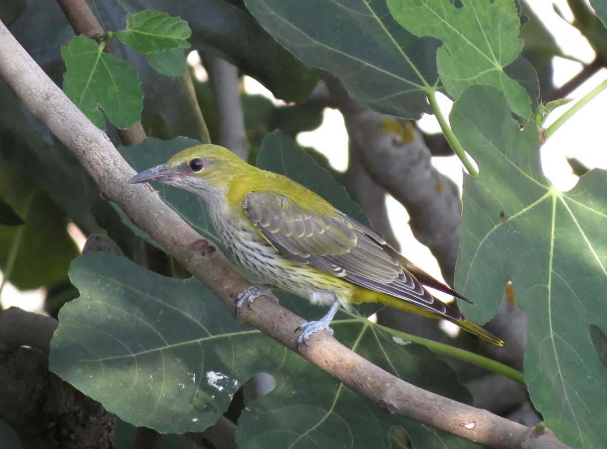 Eurasian Golden Oriole - ML229259471