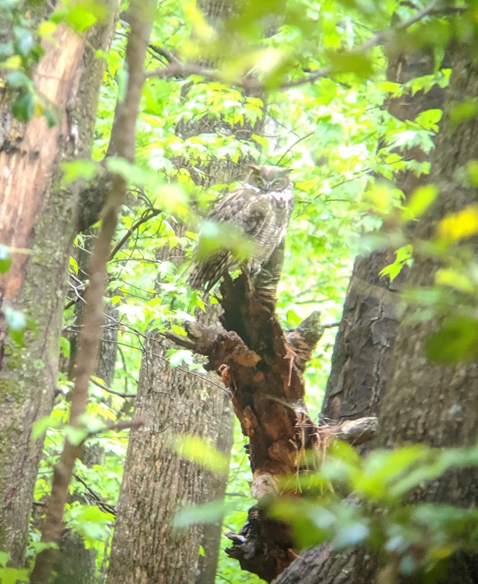 Great Horned Owl - ML229260791
