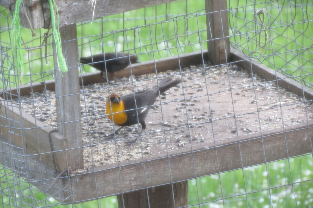 Yellow-headed Blackbird - ML229260801