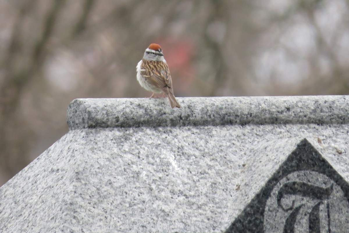 Chipping Sparrow - ML229260971