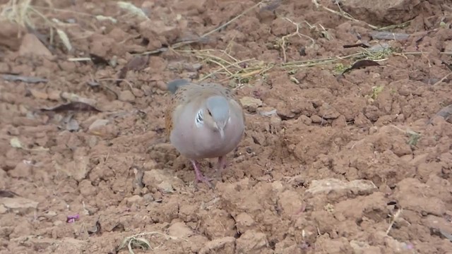 European Turtle-Dove - ML229261051