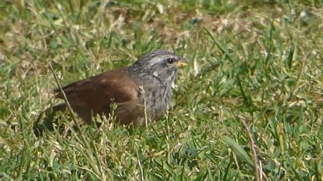 House Bunting - ML229261081