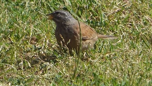 House Bunting - ML229261111