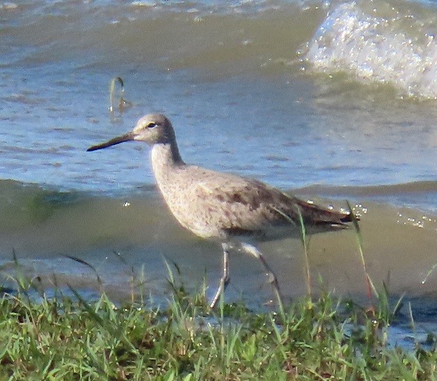 Willet - ML229262261