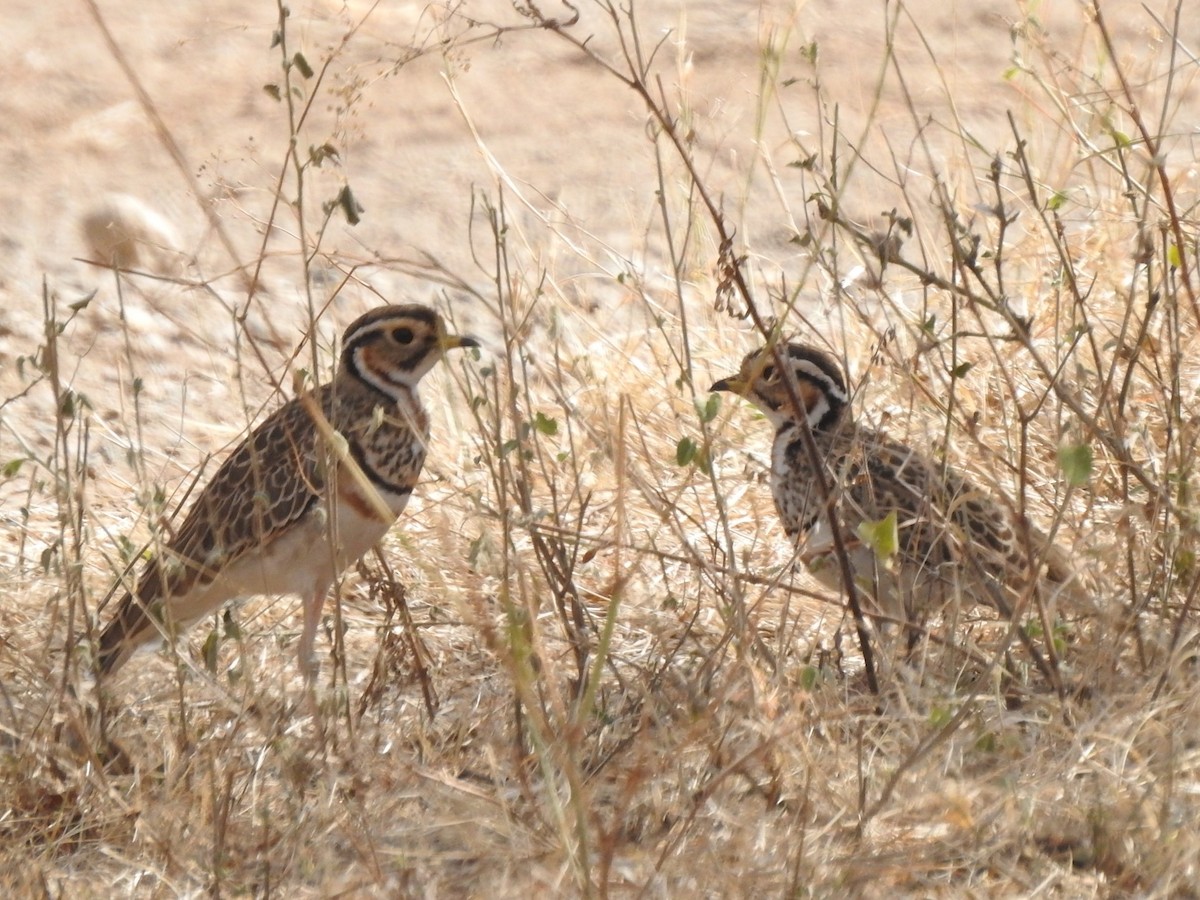 Three-banded Courser - ML229262581