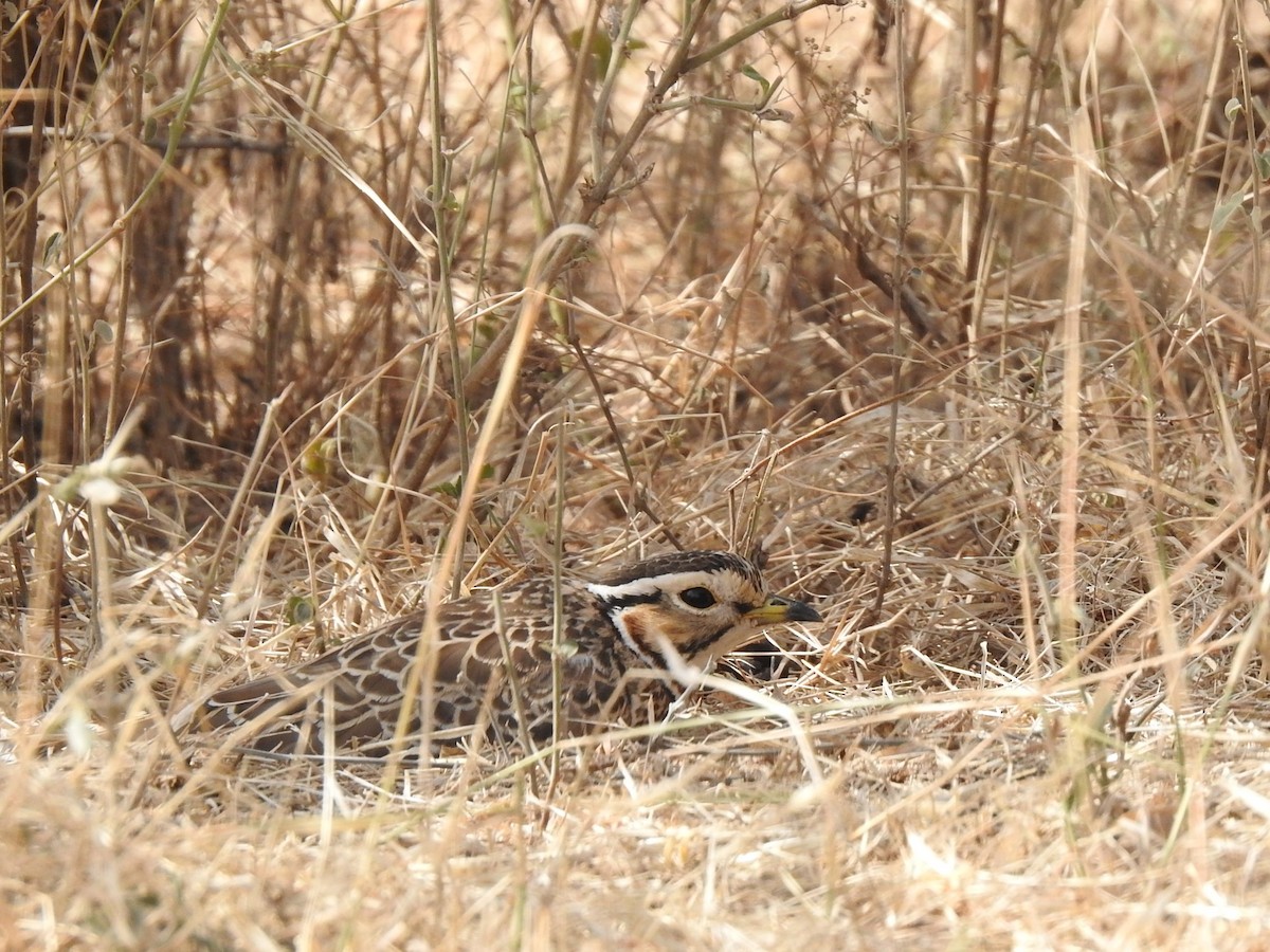 Three-banded Courser - ML229262631