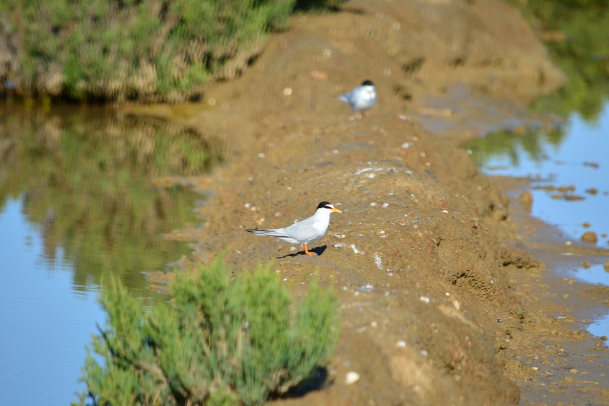 Little Tern - ML229263151