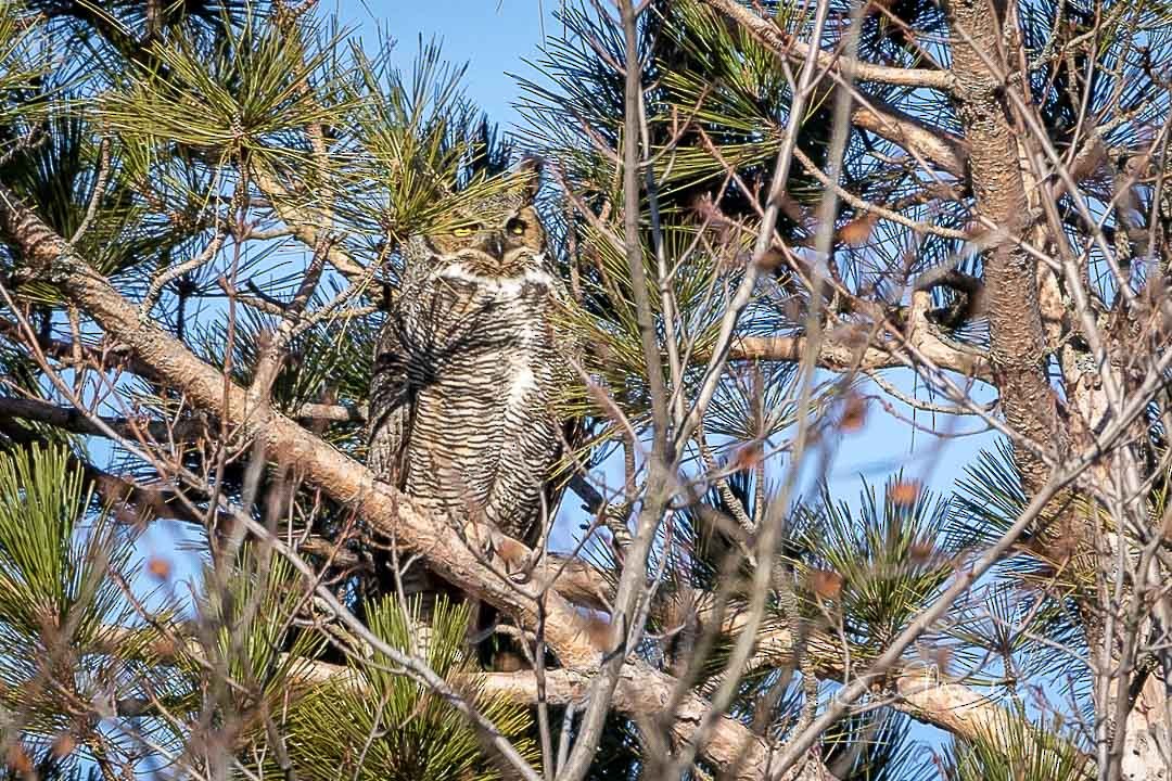 Great Horned Owl - ML229263251