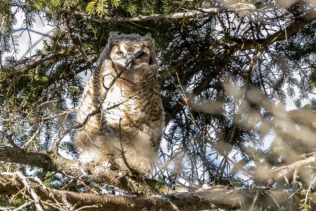 Great Horned Owl - ML229263261