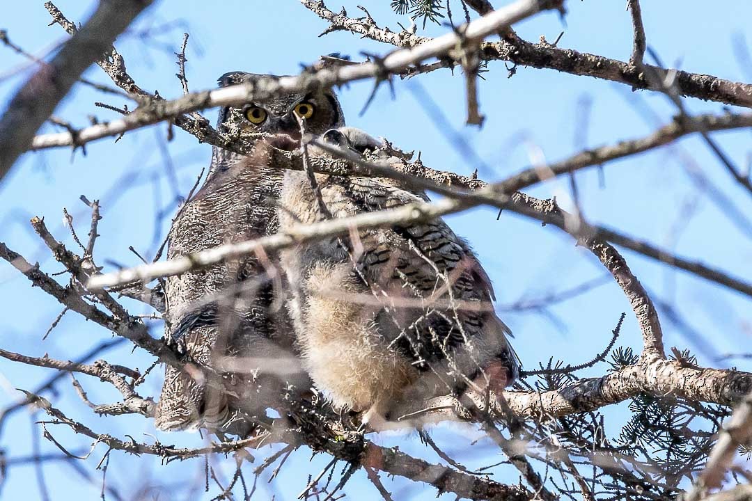 Great Horned Owl - ML229263281