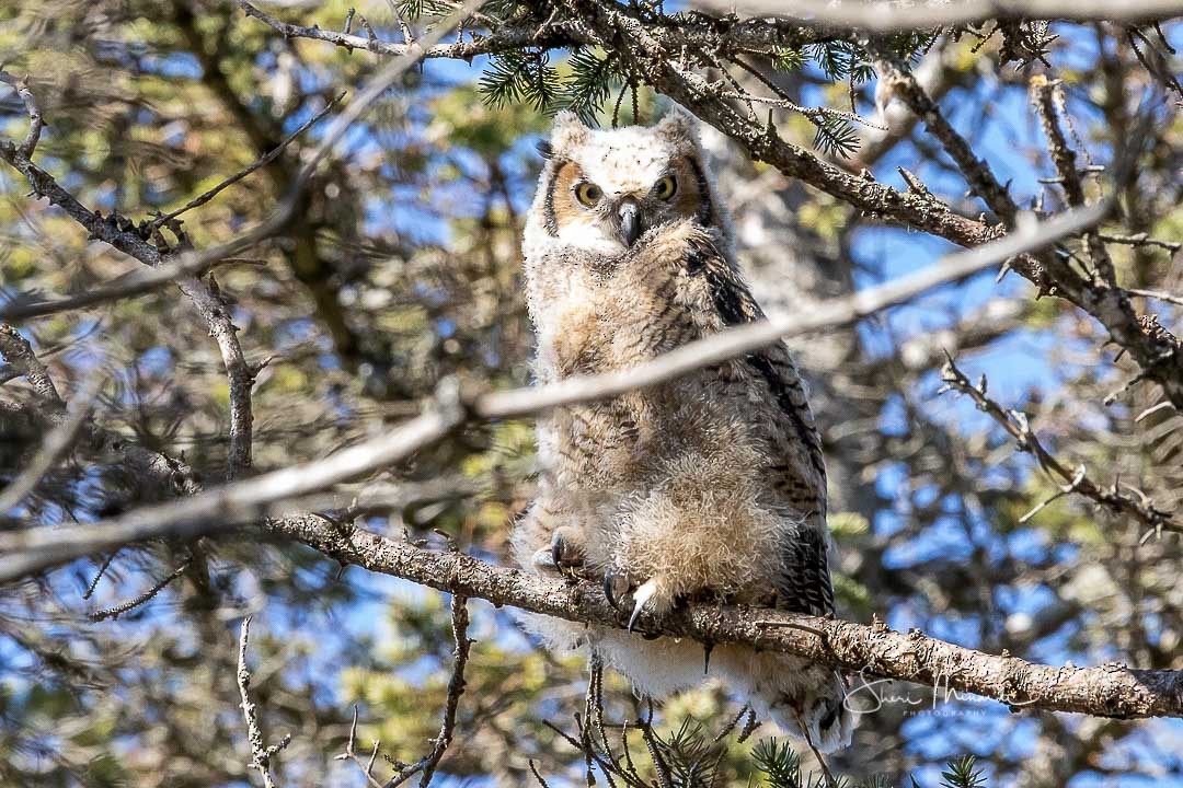 Great Horned Owl - ML229263291