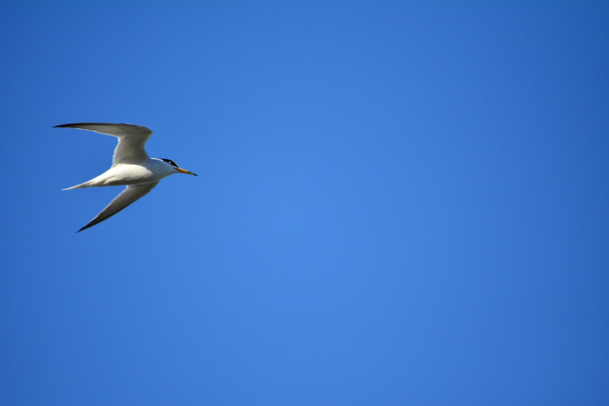 Little Tern - Paulo Narciso