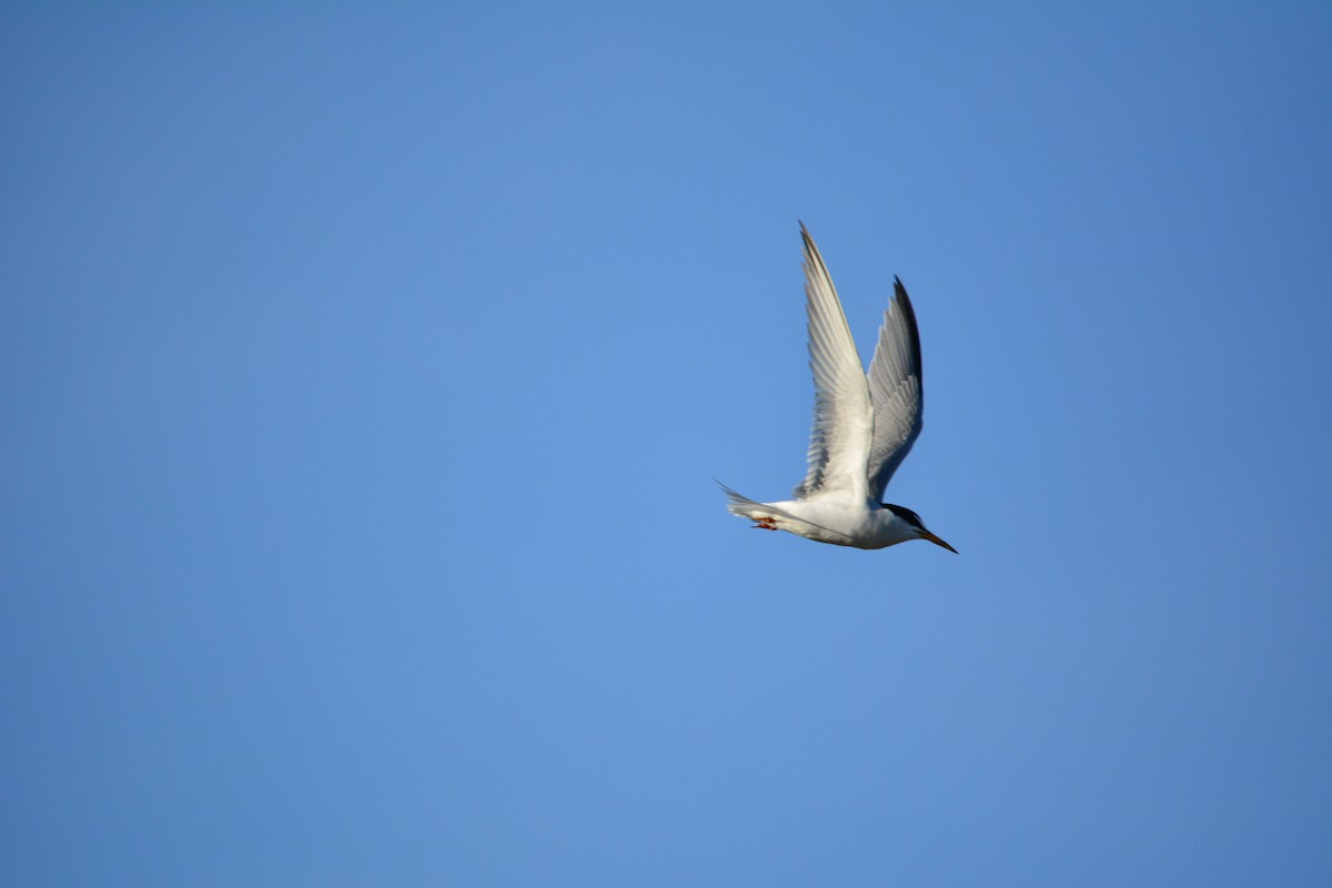 Little Tern - ML229263341