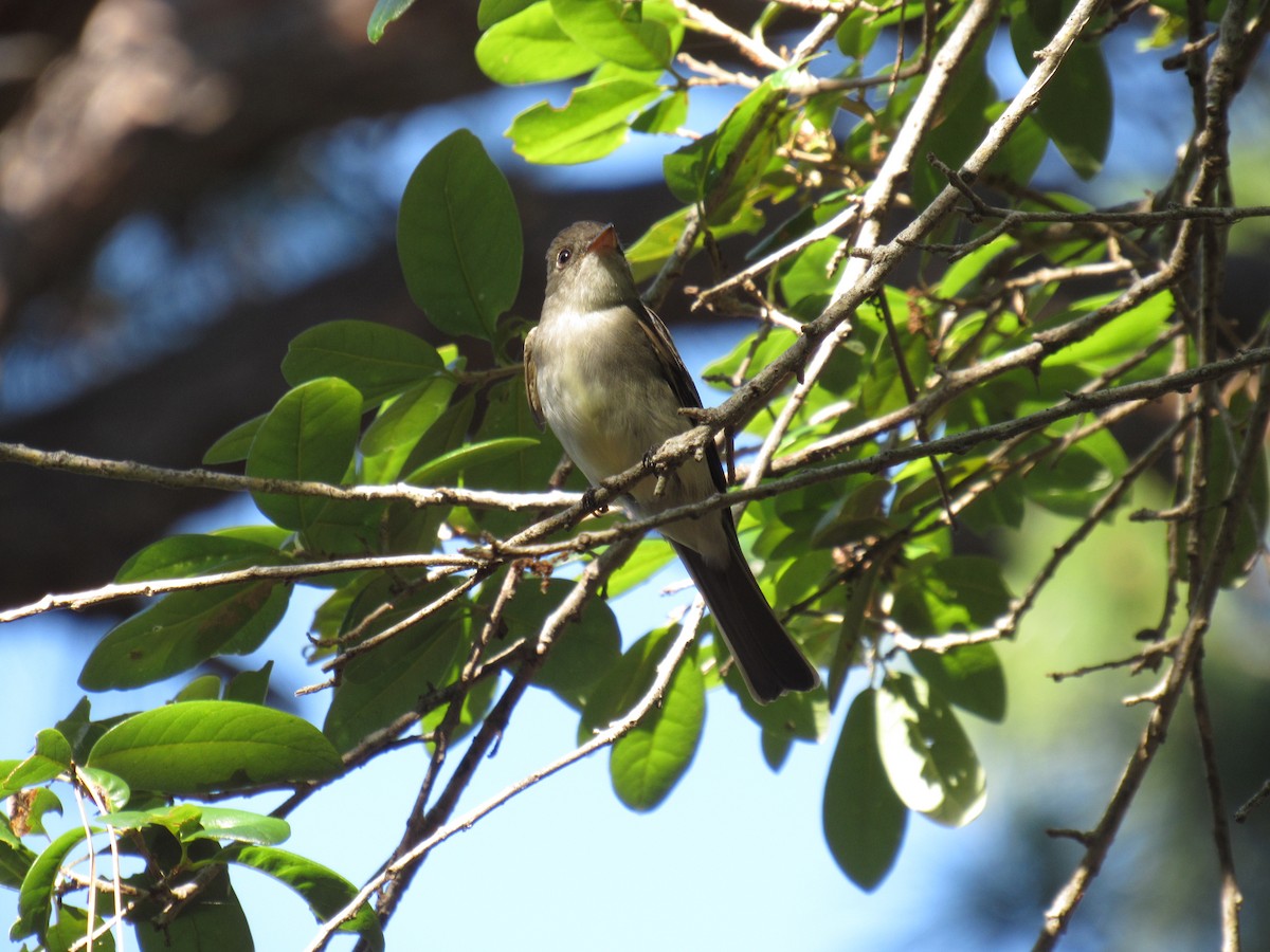 Eastern Wood-Pewee - ML229263911