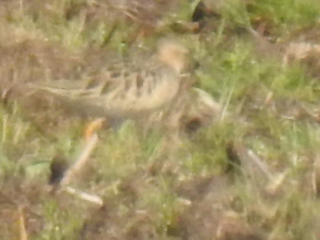 Buff-breasted Sandpiper - ML229264251